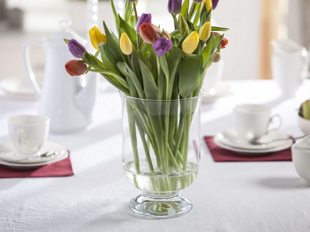 Wiatroswiecznik-ARANZACJA